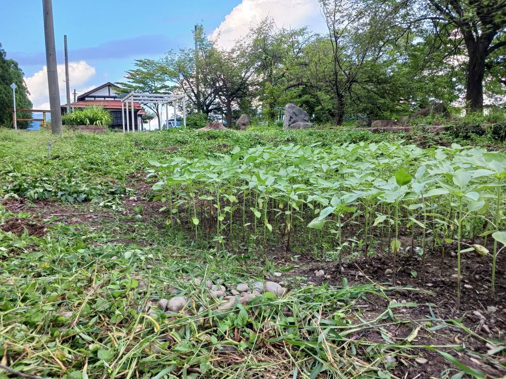 米屋さんのヒマワリ畑