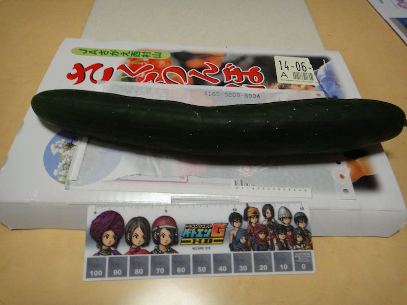 自家製キュウリ
