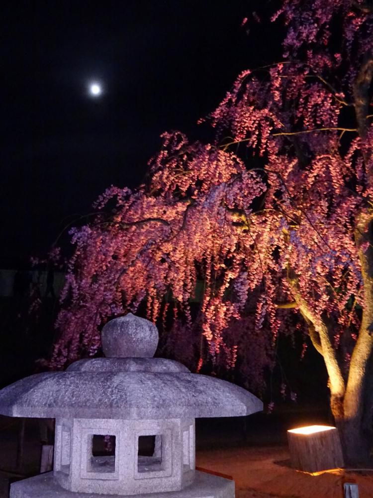 夜桜