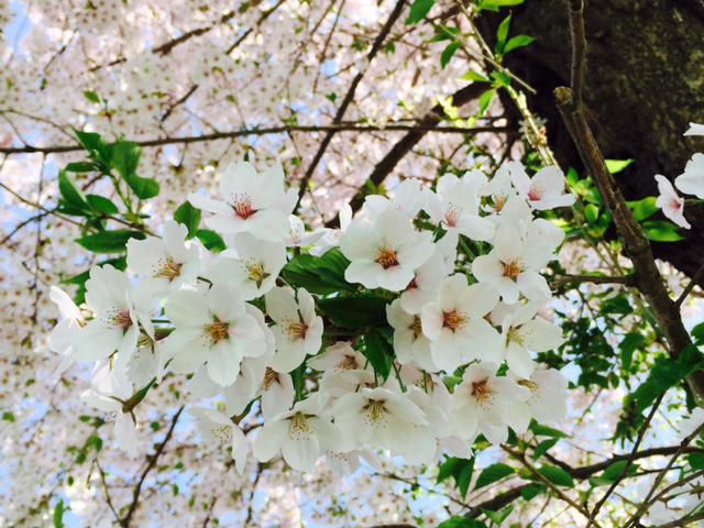 舟形町の桜は満開です?