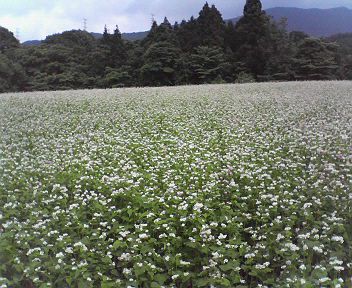西蔵王のそば畑です！