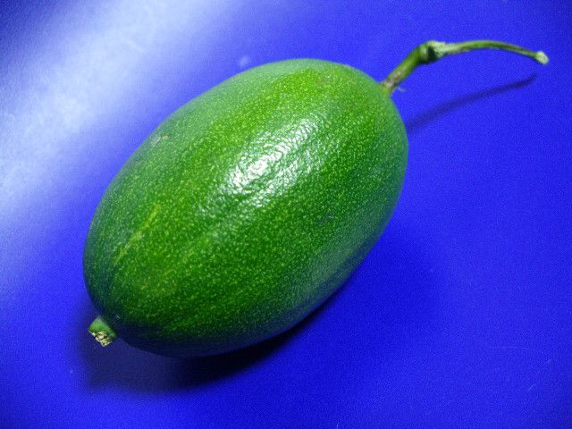 烏瓜 （からすうり）