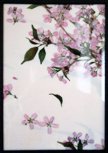 さくらの押し花