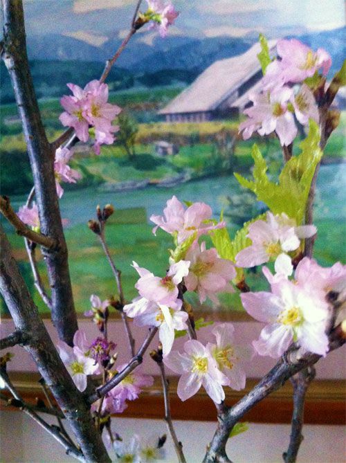 冬の桜～啓翁桜（けいおうざくら）