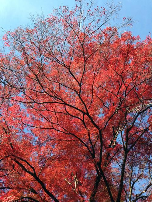 石行寺の真っ赤なモミジ