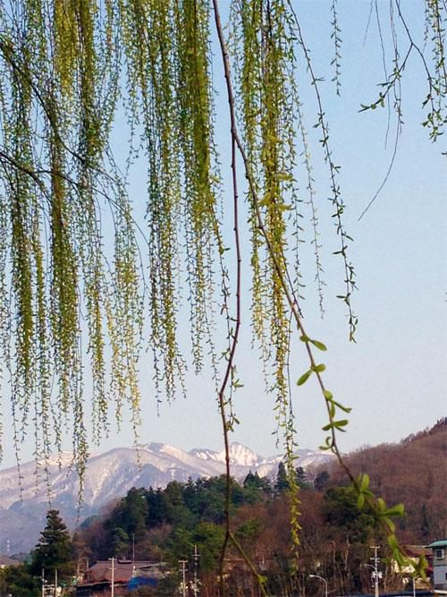 新緑の柳ごしの雁戸山♪