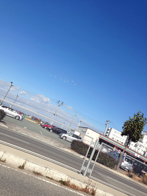 青空を白鳥が飛んでました～♪