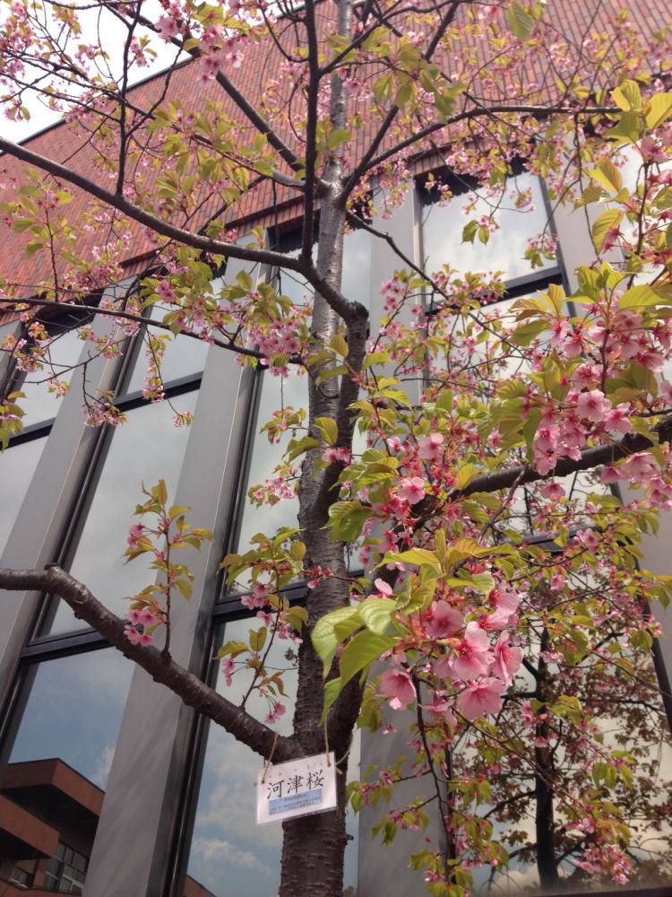 東北福祉大学の河津桜です?