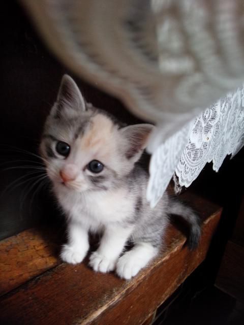 にこちゃんです