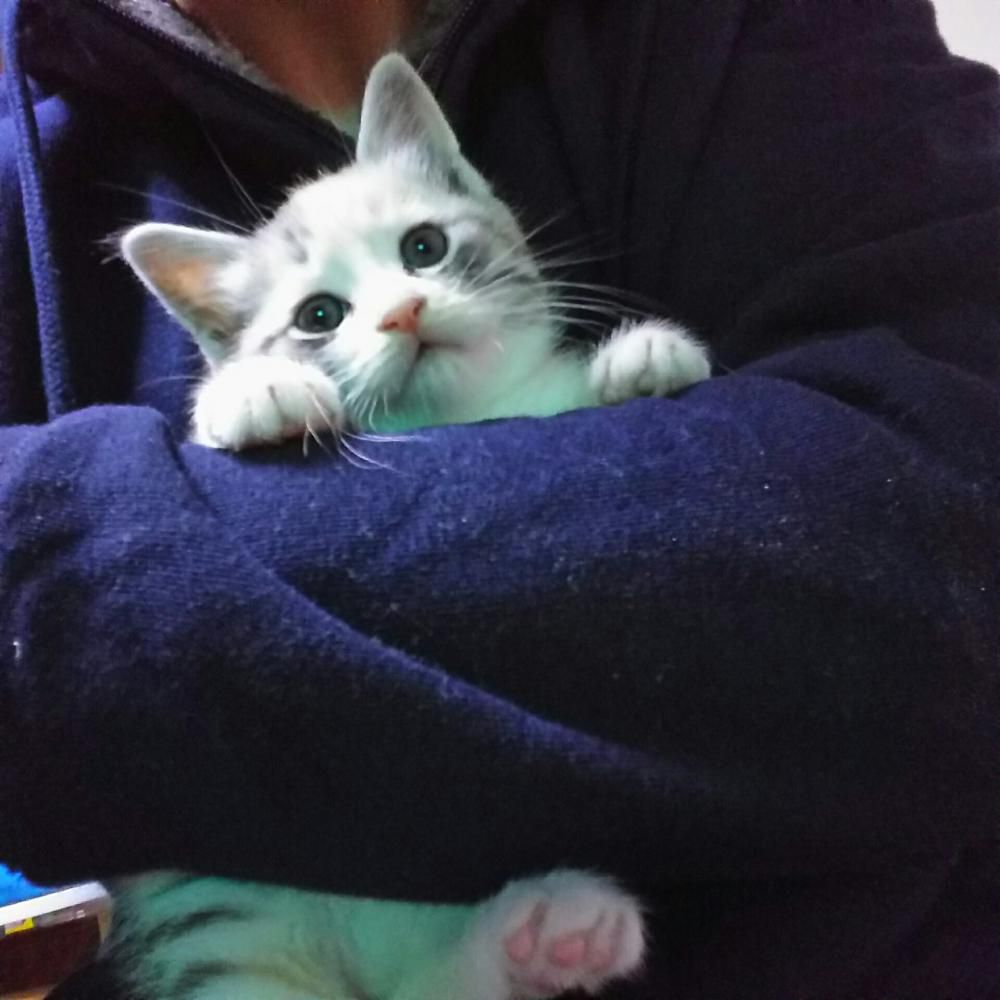 抱っこちゃん