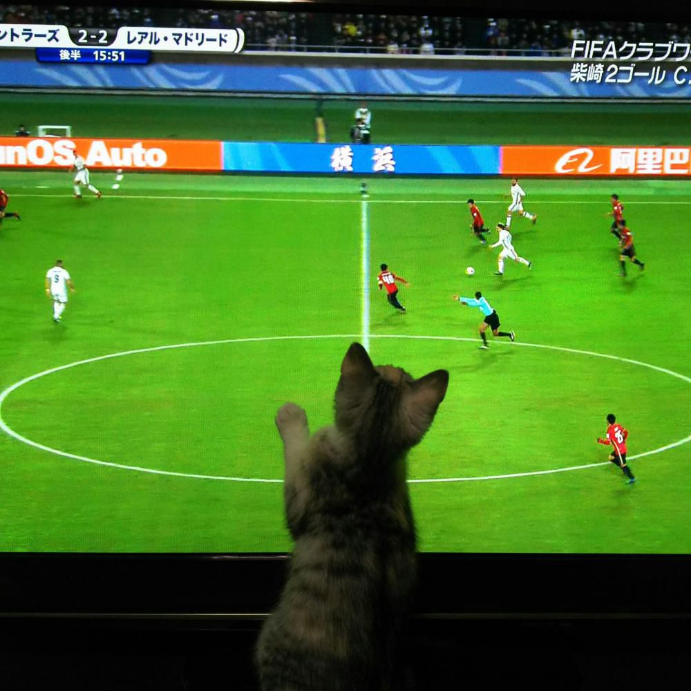 サッカー観戦