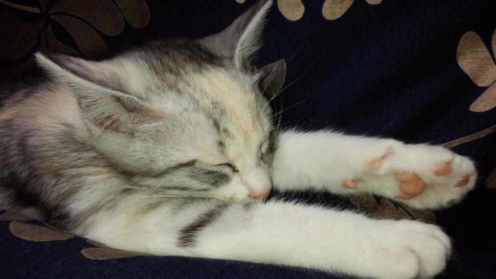 にこちゃんの初夢