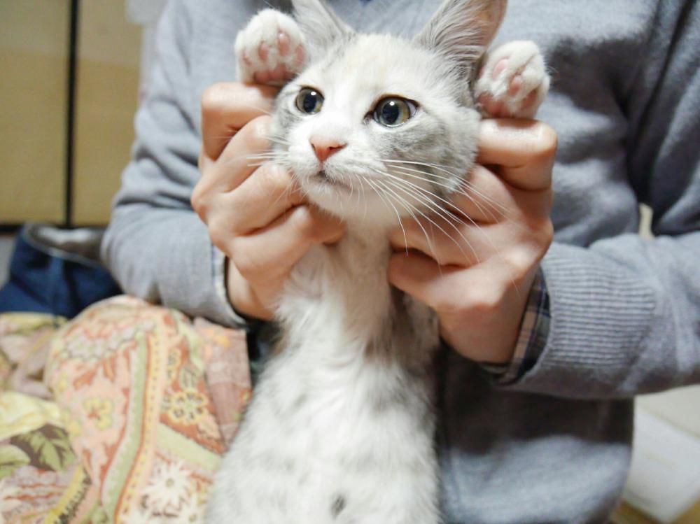 ばんにゃーい！