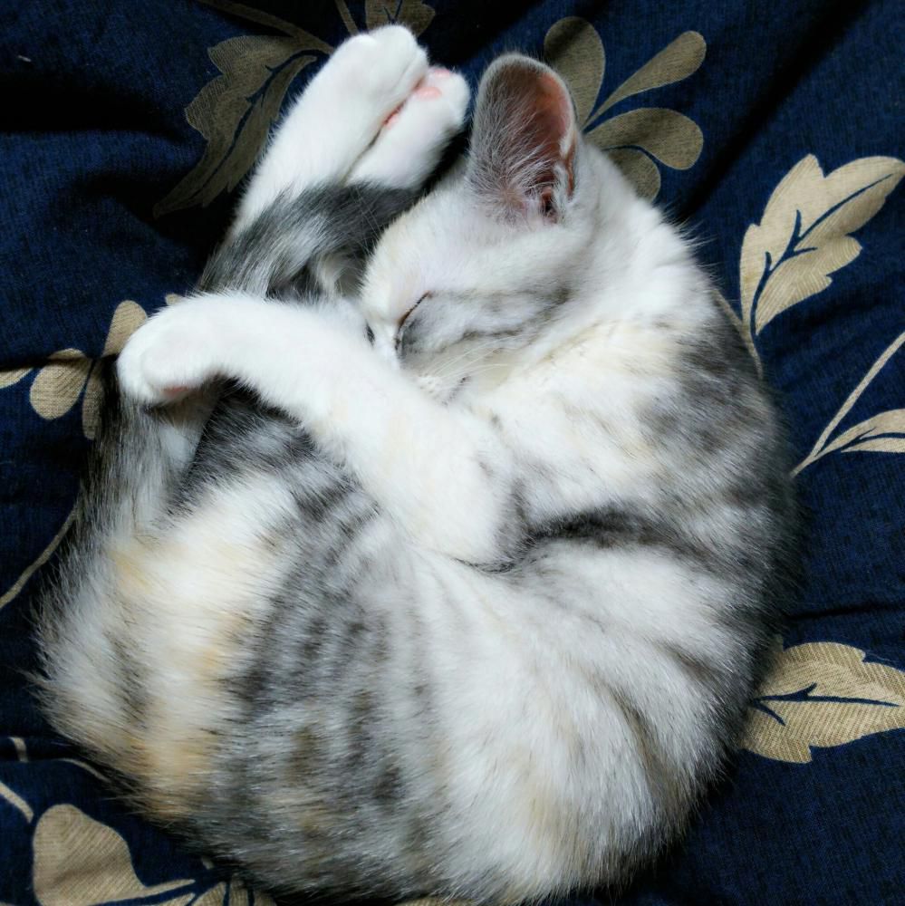 高飛び込みポーズ？