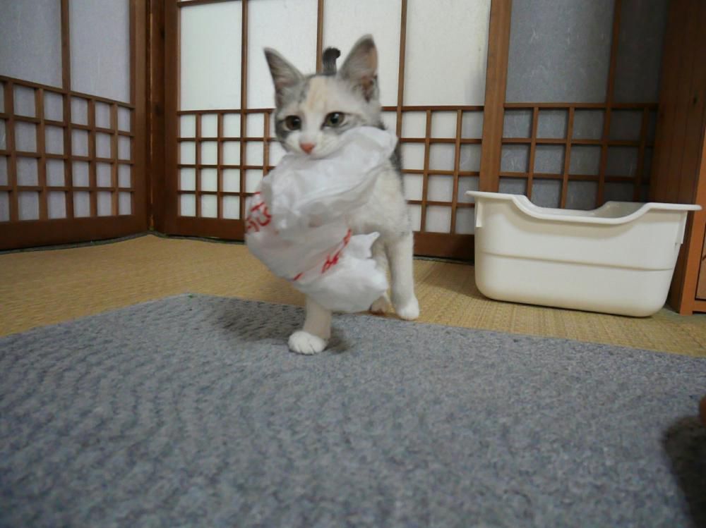 ビニール大好♪