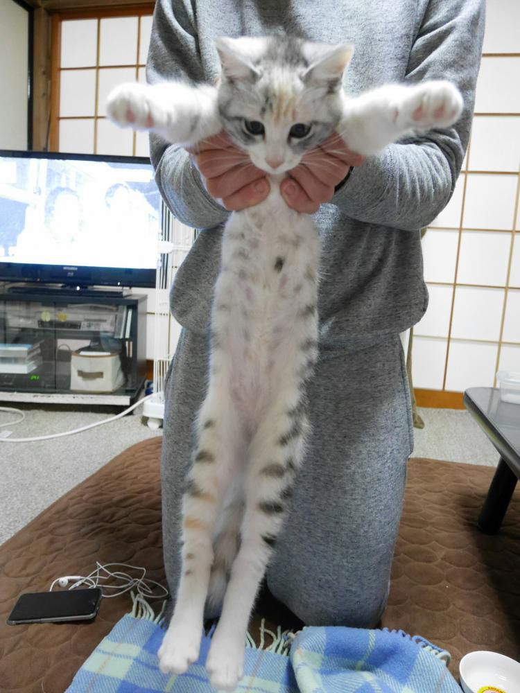 こーんなに長いの！