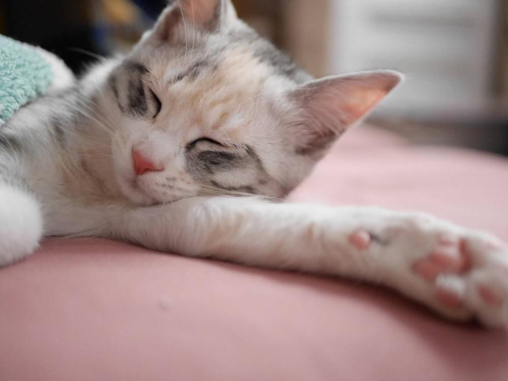 こたつ猫