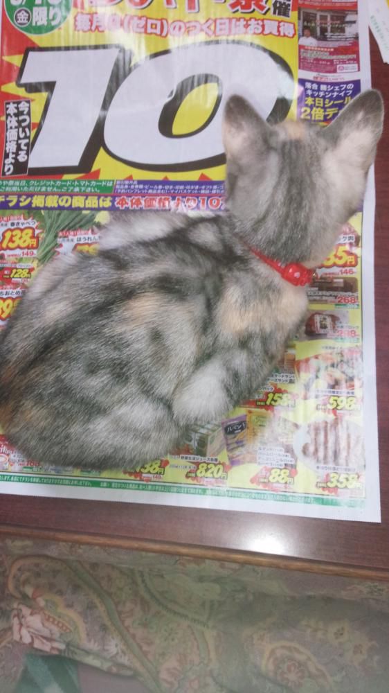 じゃまなんですけど～