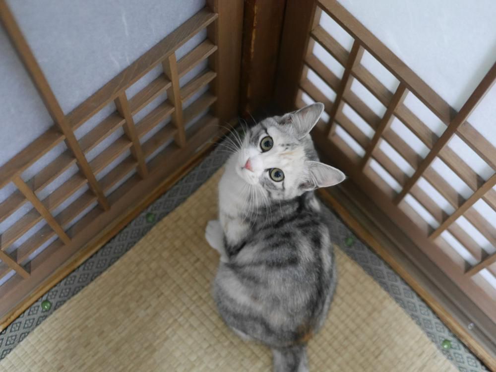 かわいいストーカー