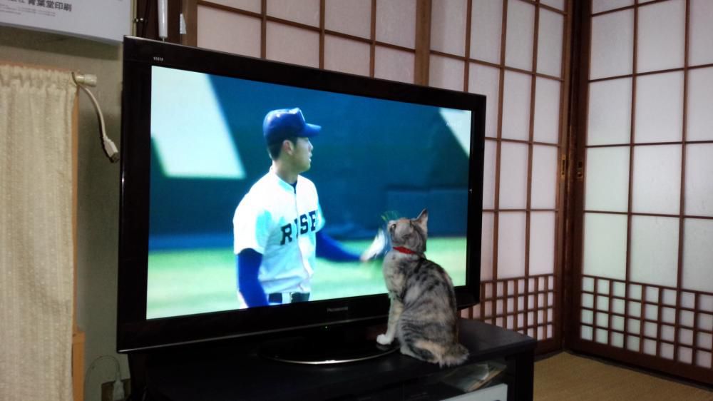 甲子園観戦！