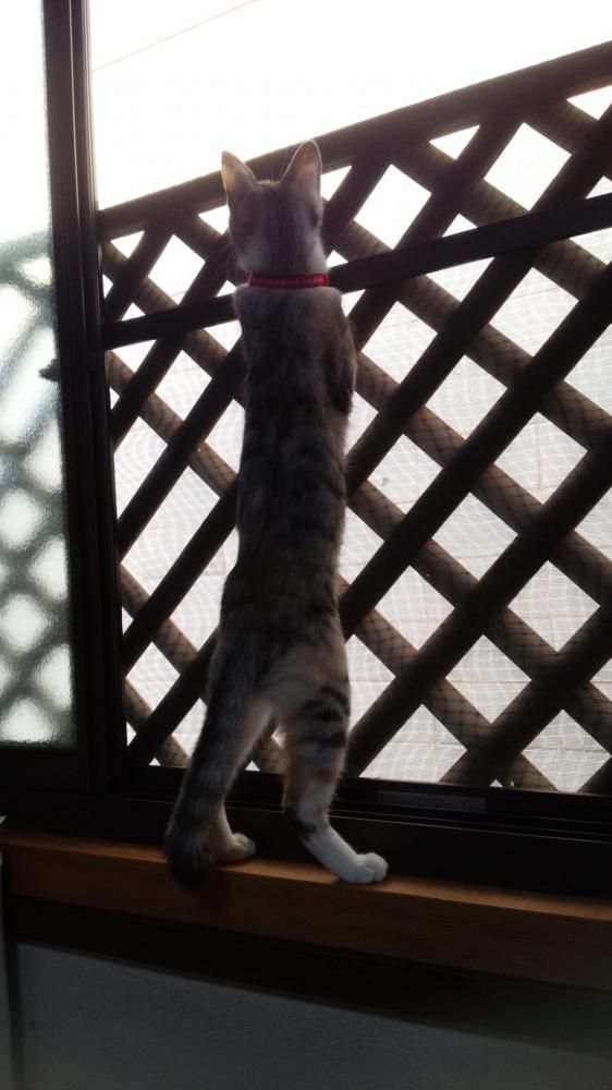 胴長です