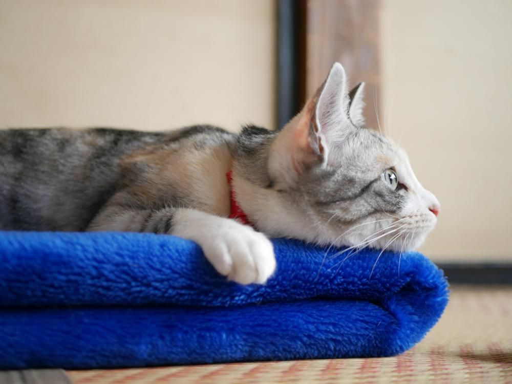 チャックをつけてあげたい！
