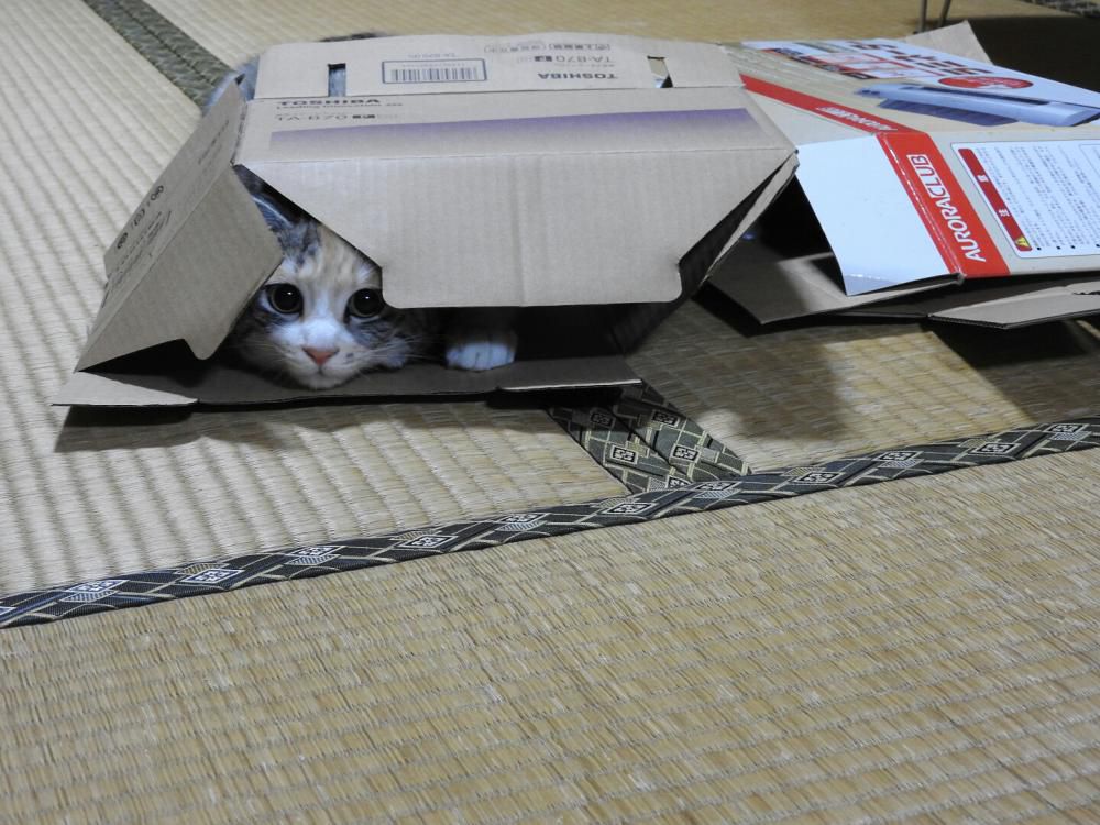 片付け中なのに