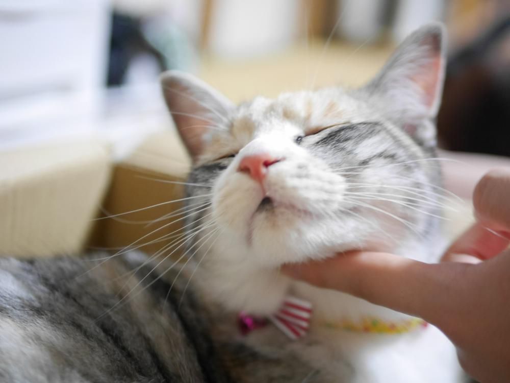 にゃは～