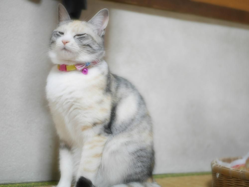 あ～ねむい・・・