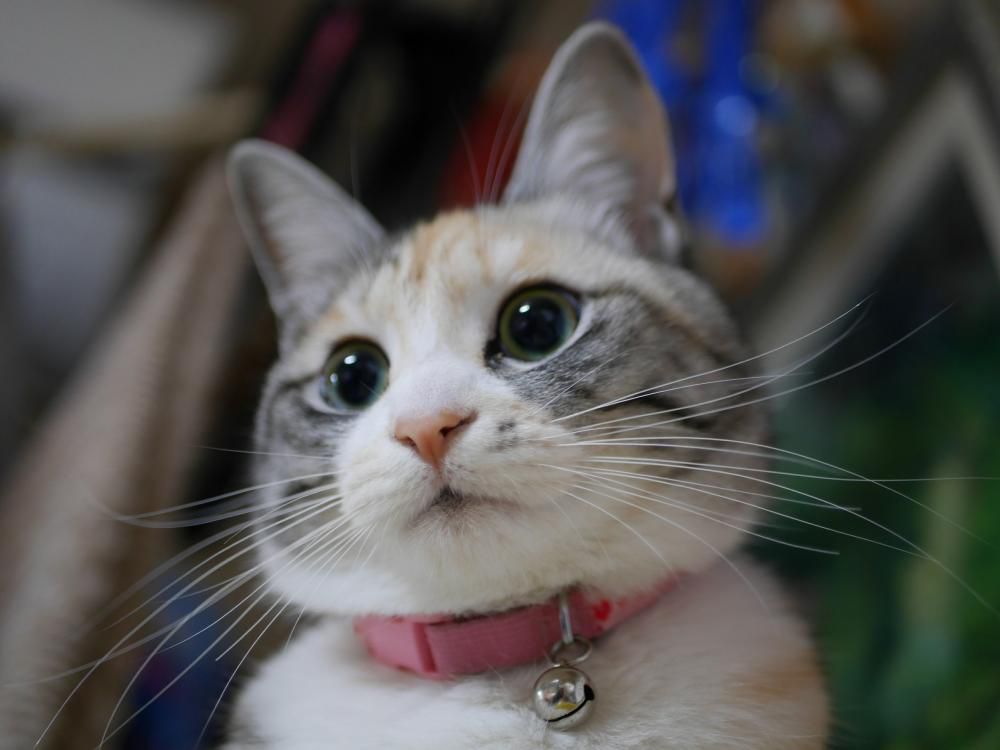 おにぎり顔