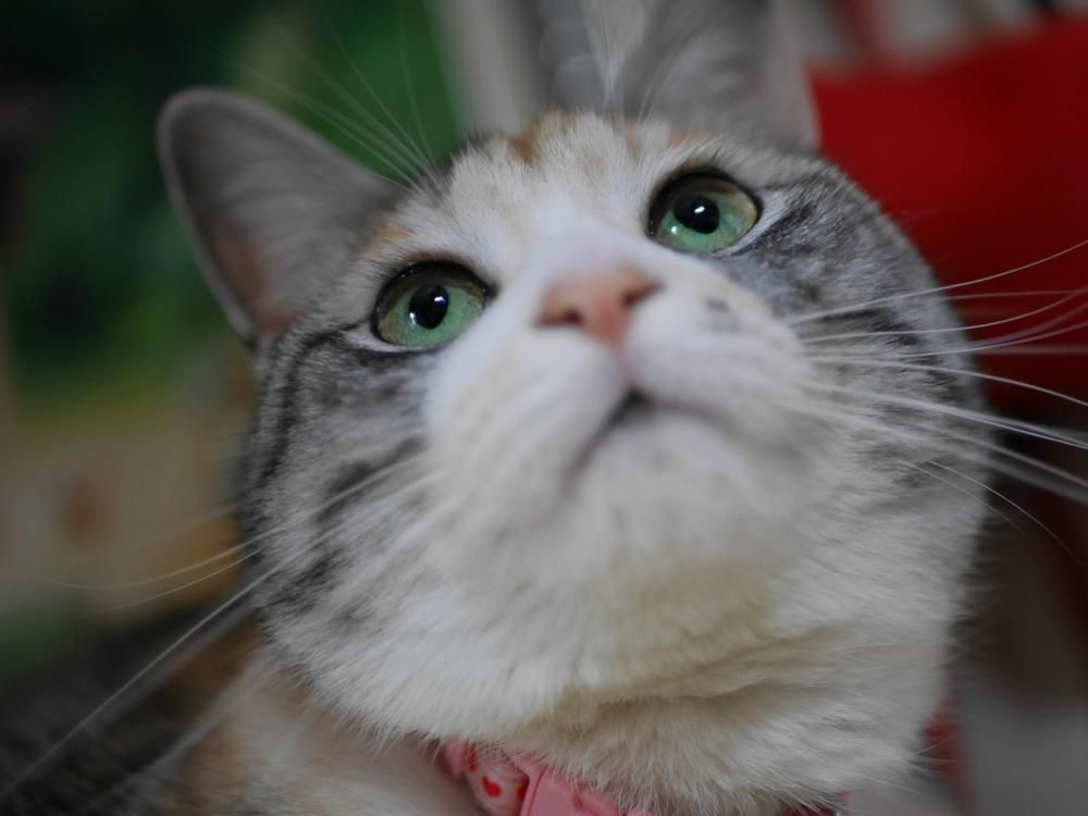 猫の日