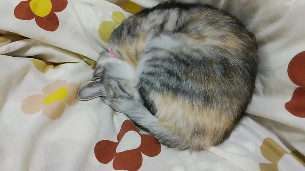 秋ですね