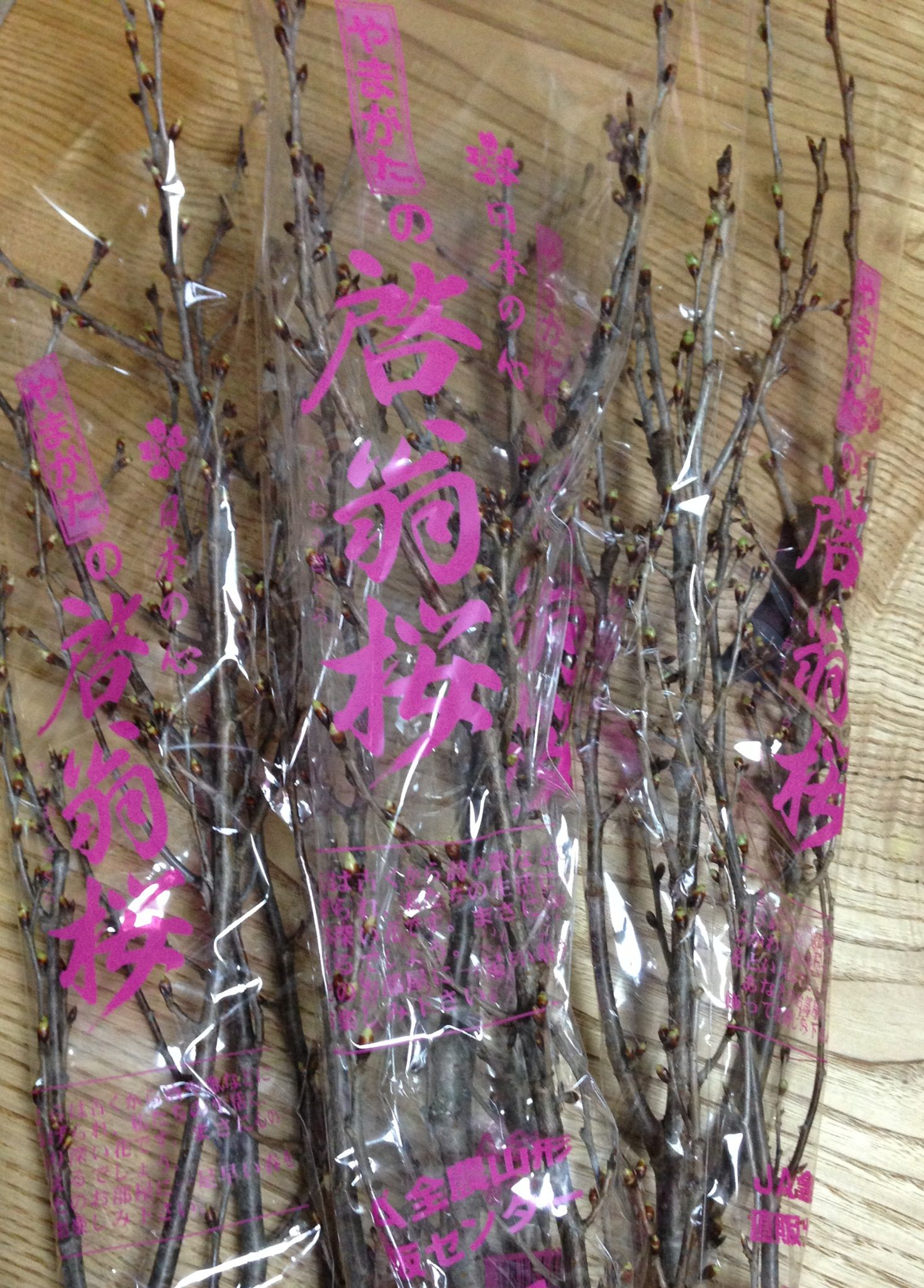 啓翁桜