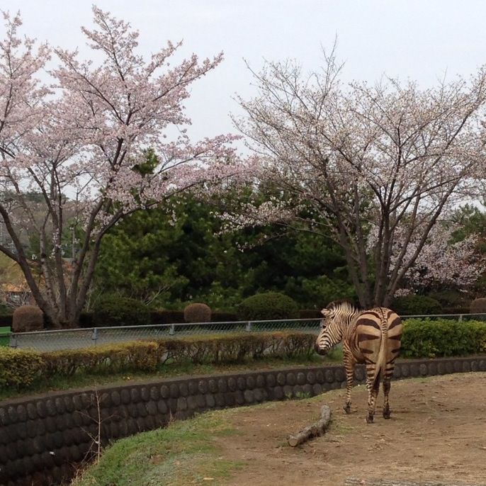 しまうま