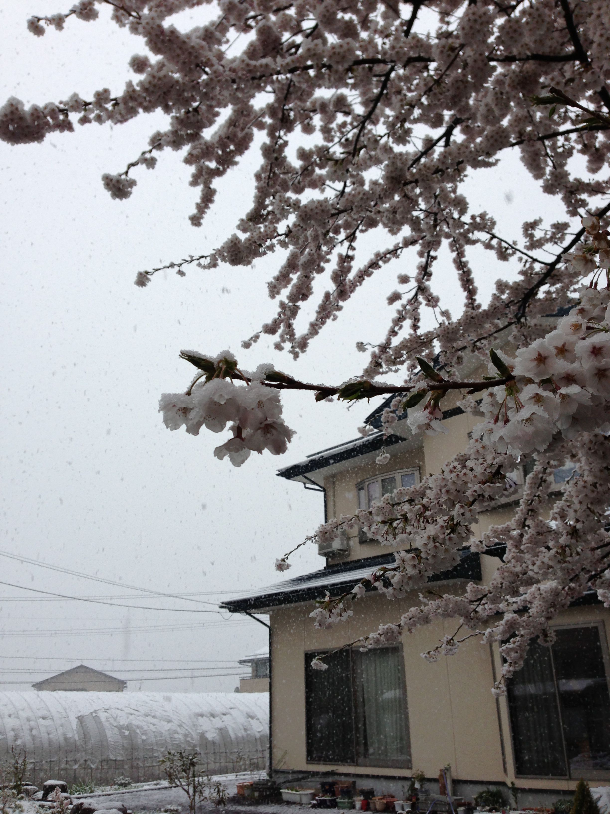 春の雪