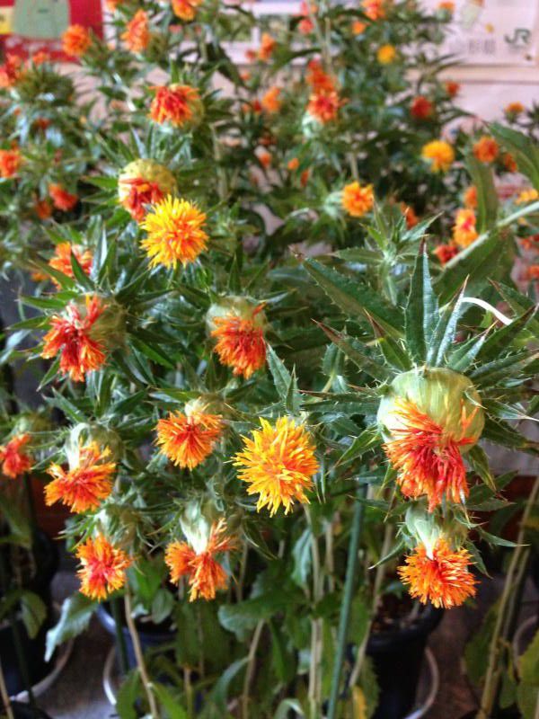 山形、夏の花