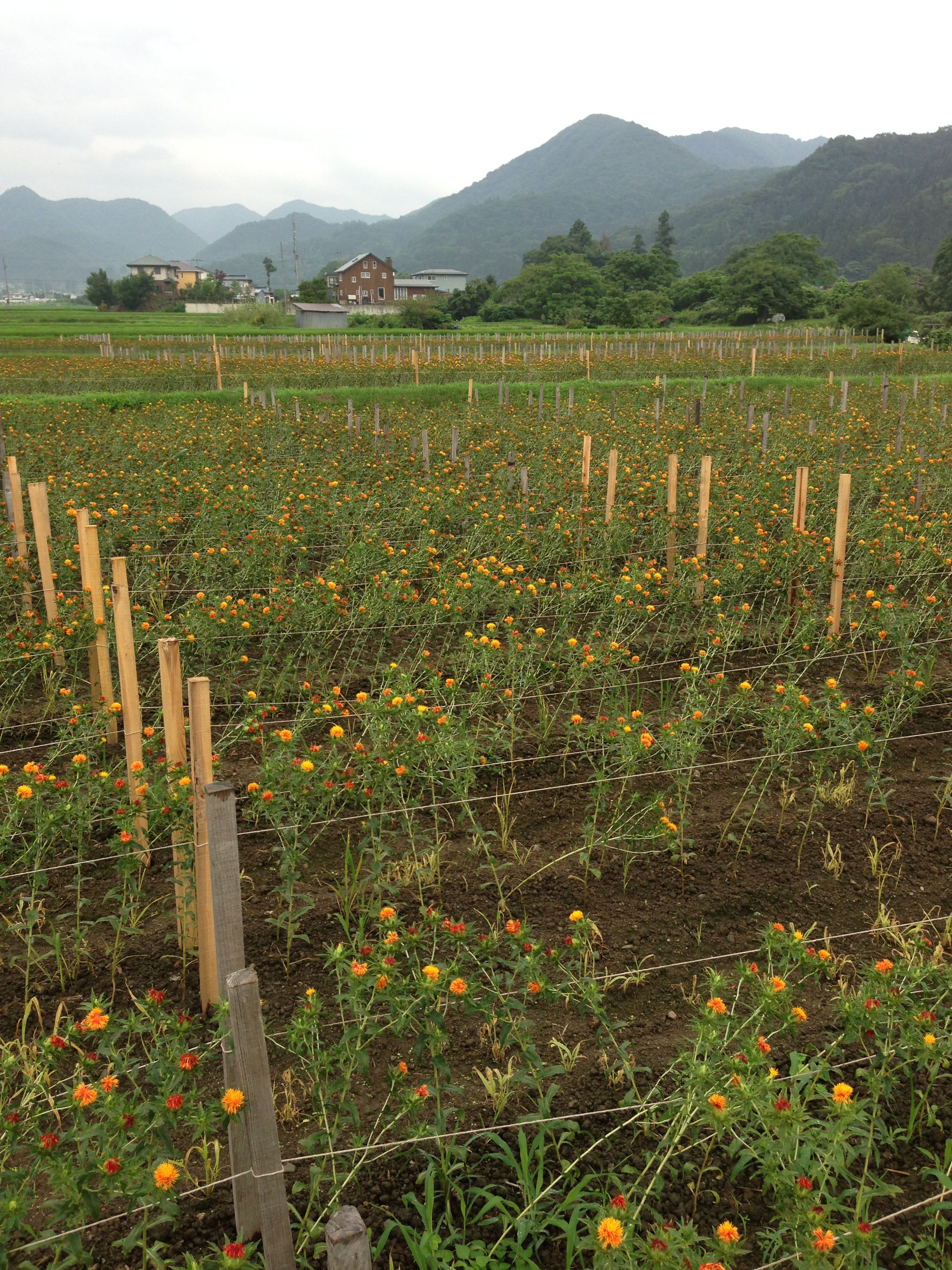 紅花まつり