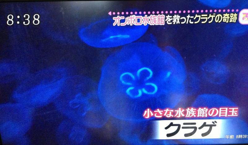 加茂水族館のクラゲ