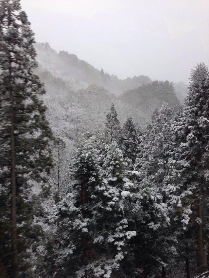 青菜漬