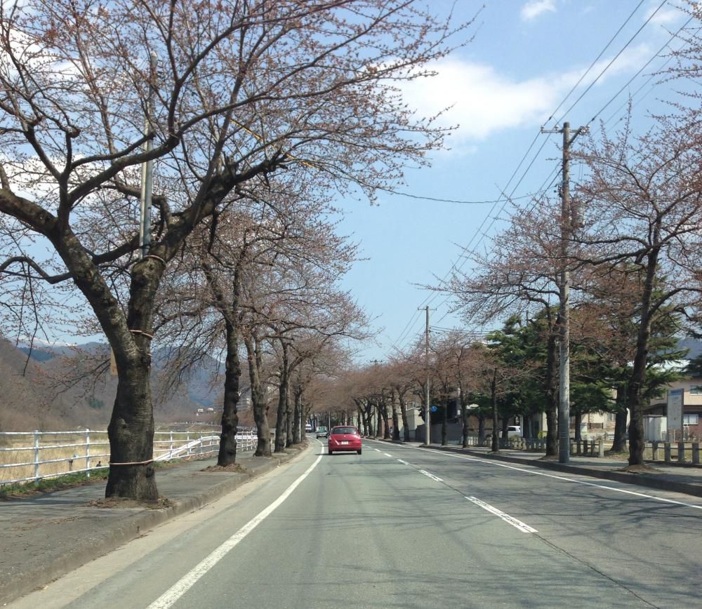 開花宣言まだ？