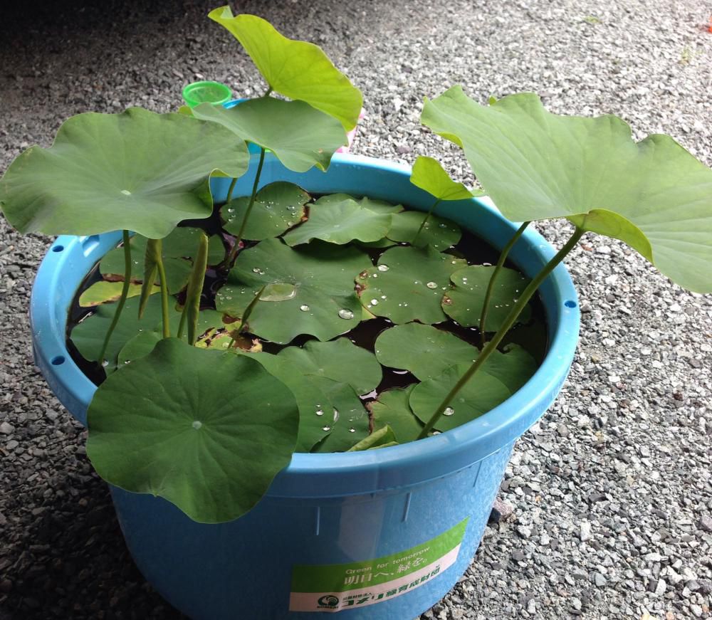 夏至
