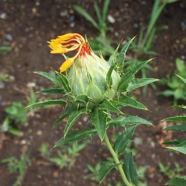 紅花摘みからの青クルミ取り