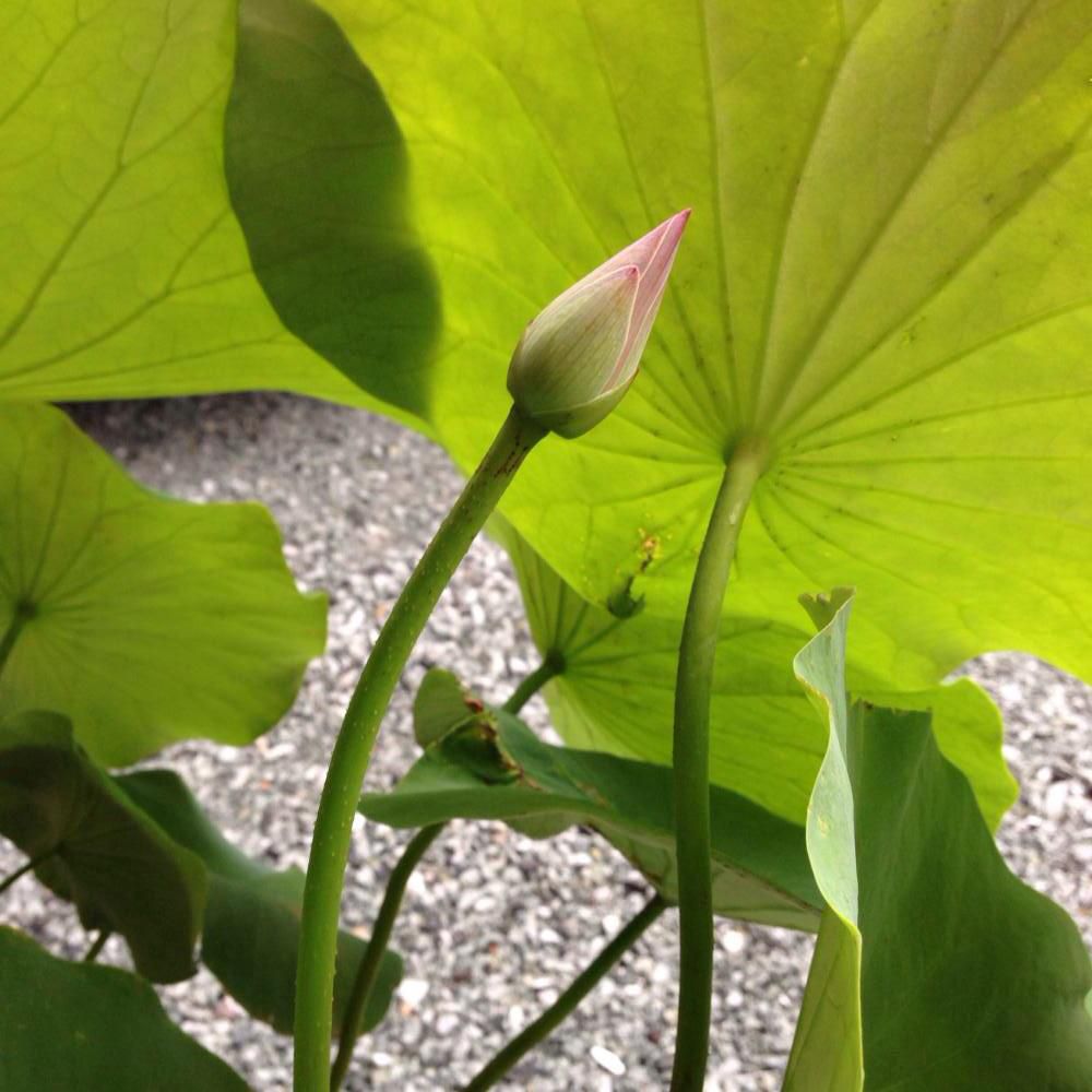自由研究（蓮の観察日記）
