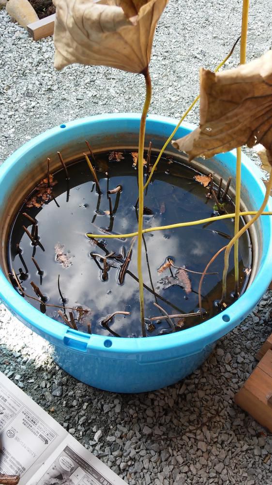 蓮の掘り起こし