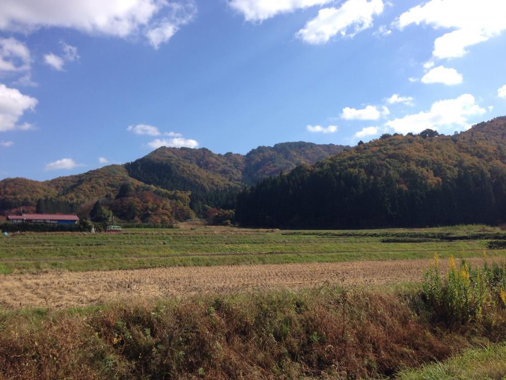 紅葉が見頃です