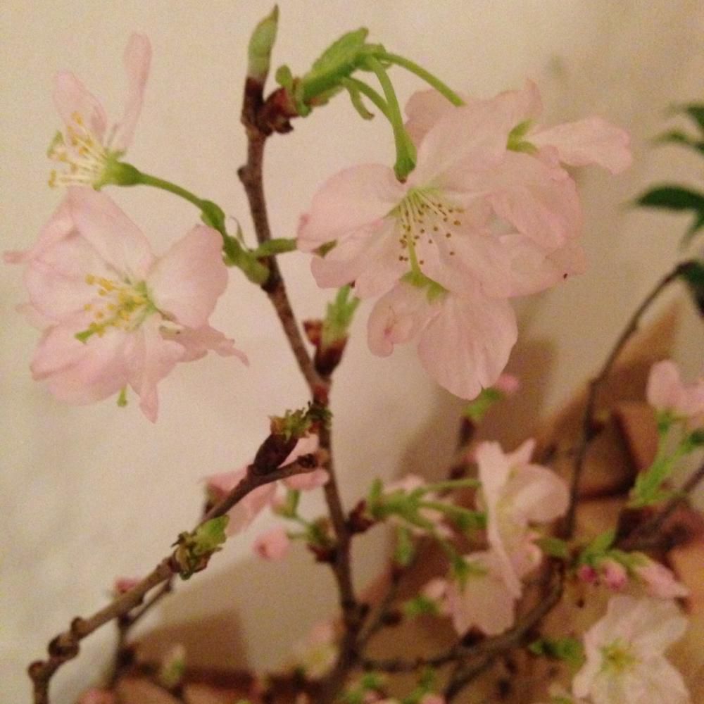 確定申告