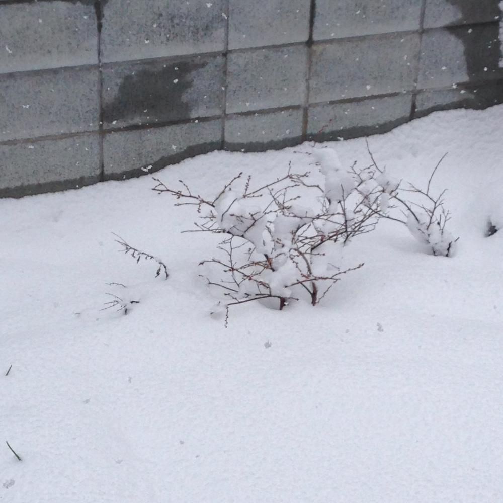 雪の卒業式