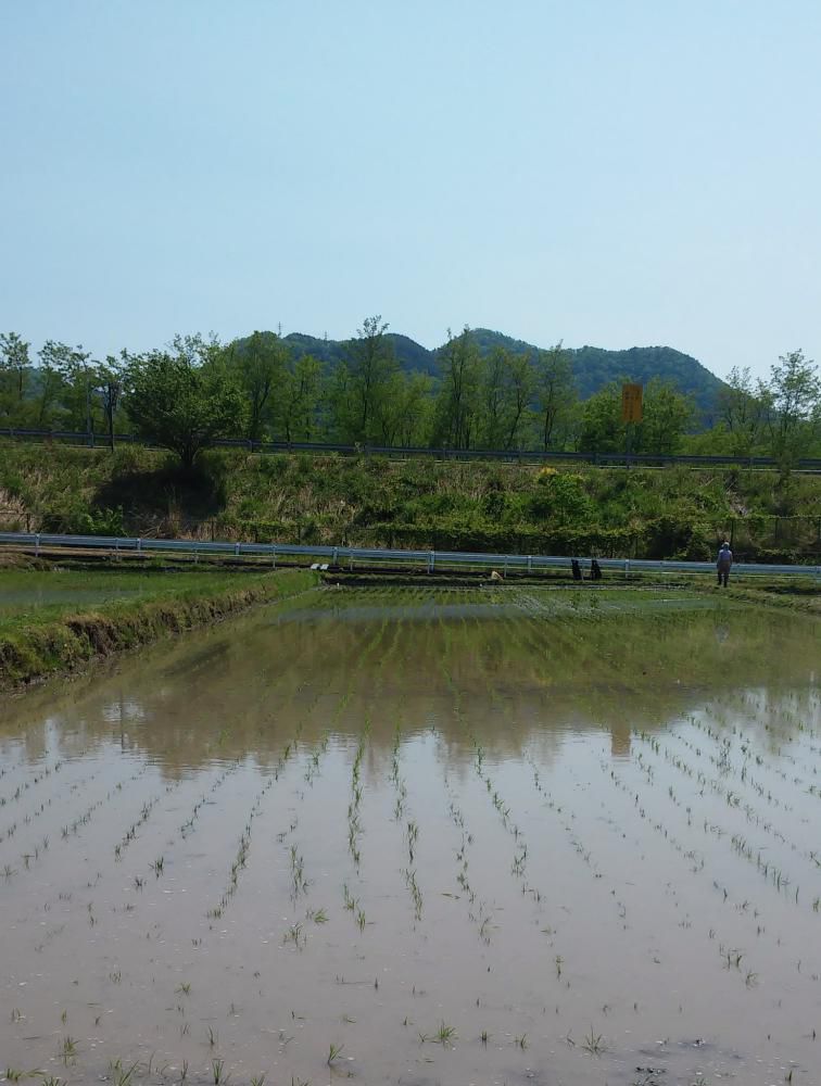 田植え