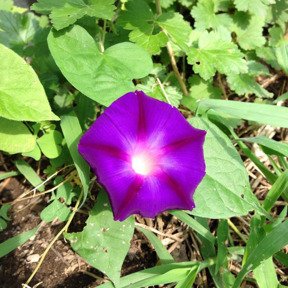 夏至に朝顔