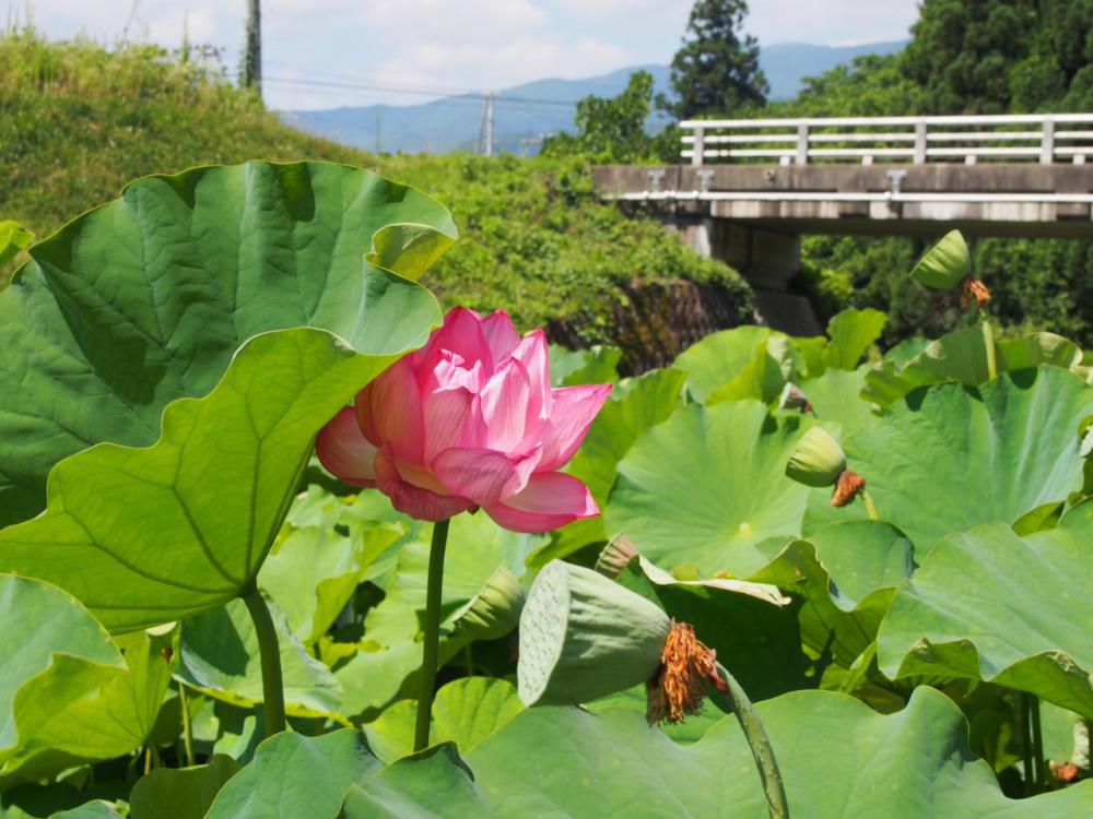 蓮まつり